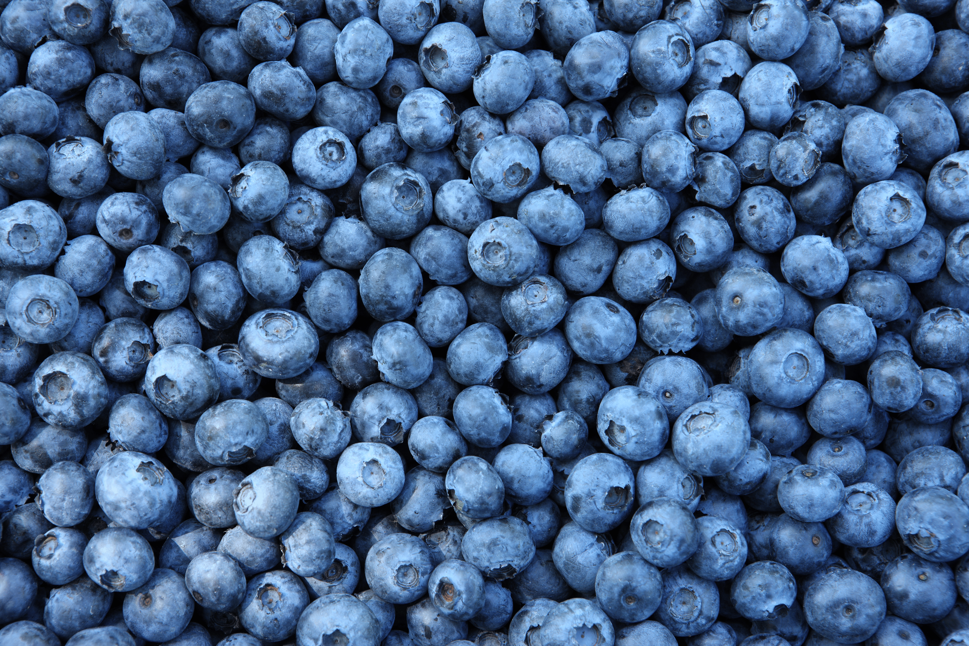 closeup shot of blueberries