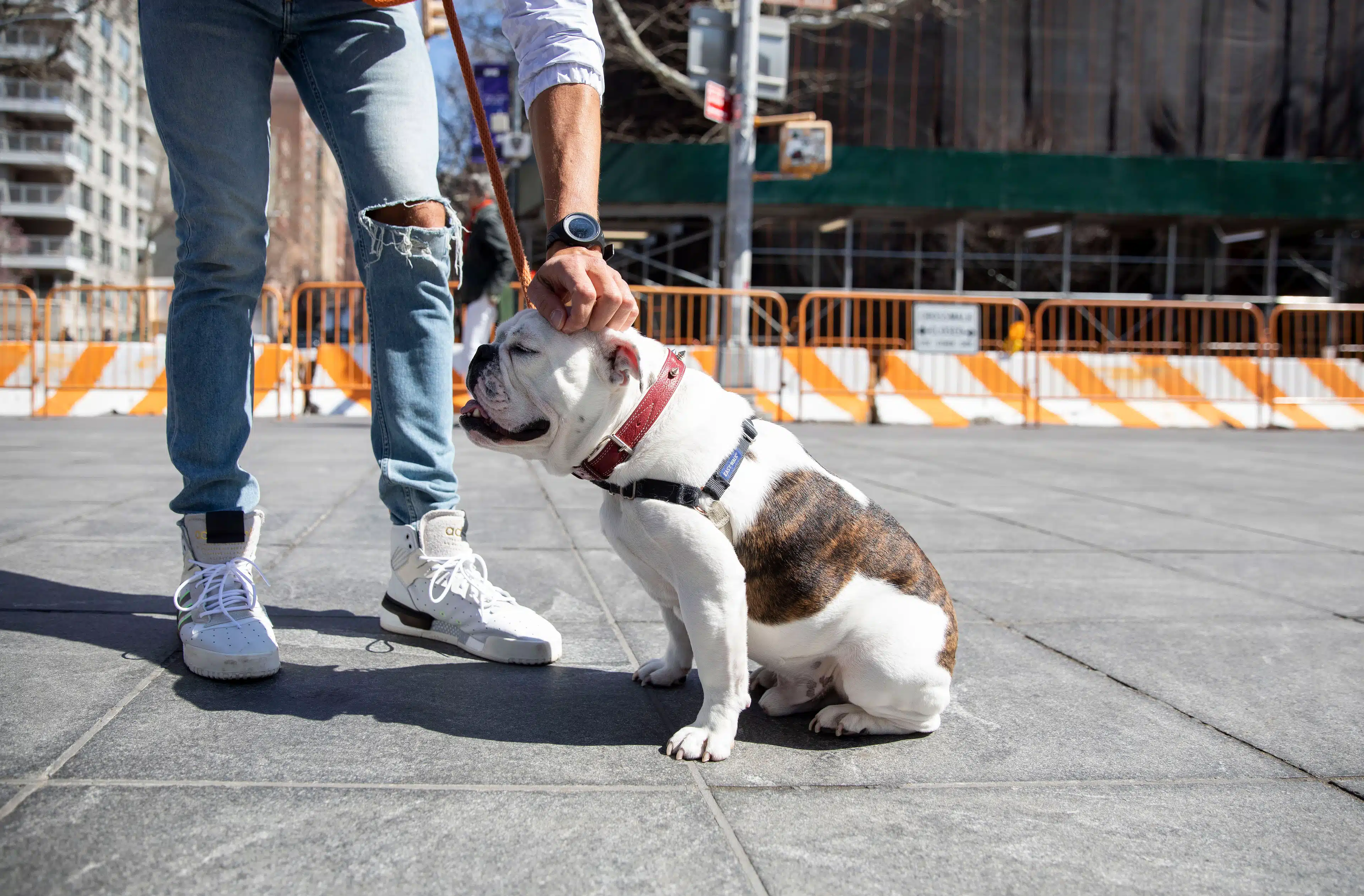 img-1-Active Minutes: Walking With Matty Maggiacomo And Luther