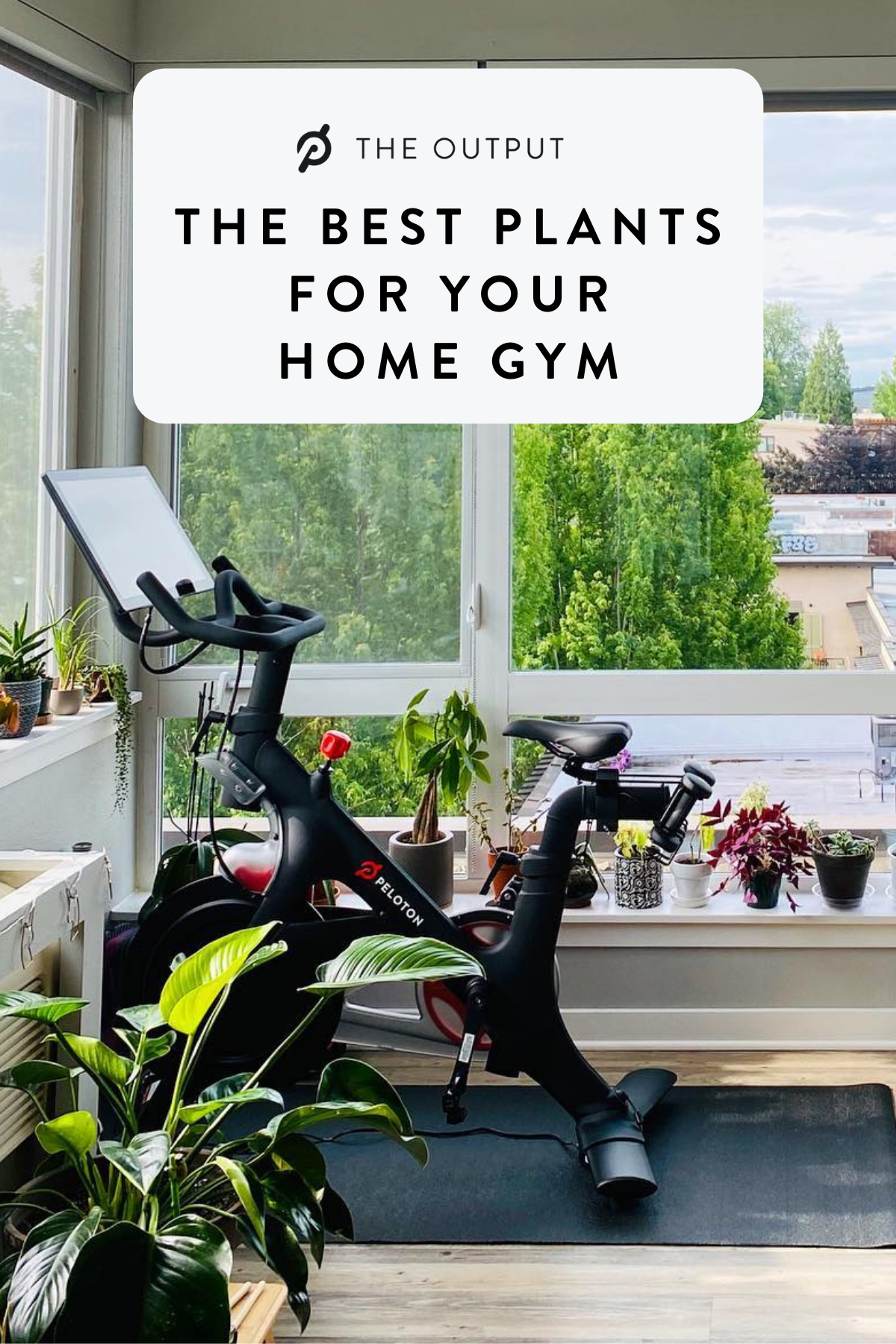 img-1-The Best Plants for Your Home Gym