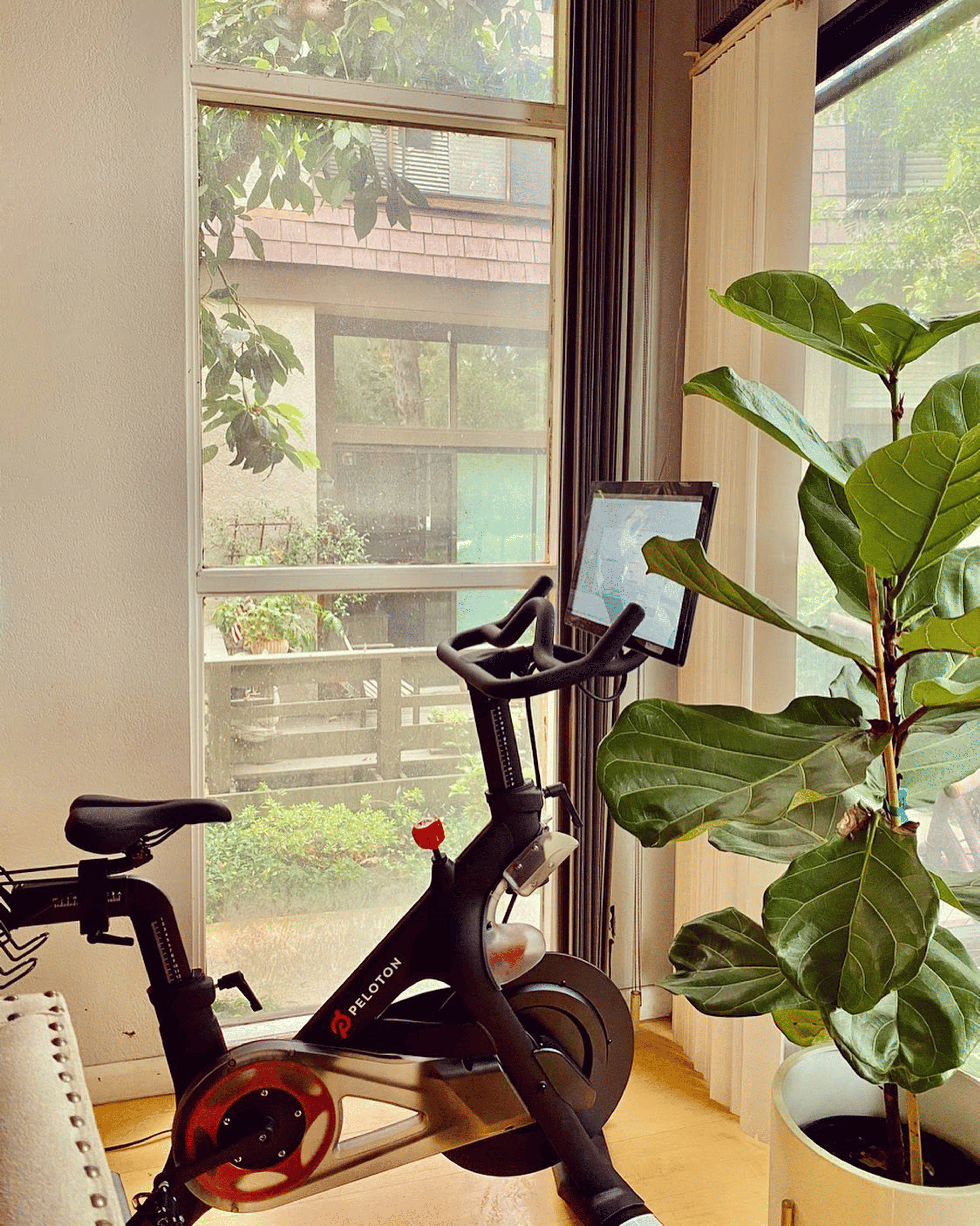 img-2-The Best Plants for Your Home Gym