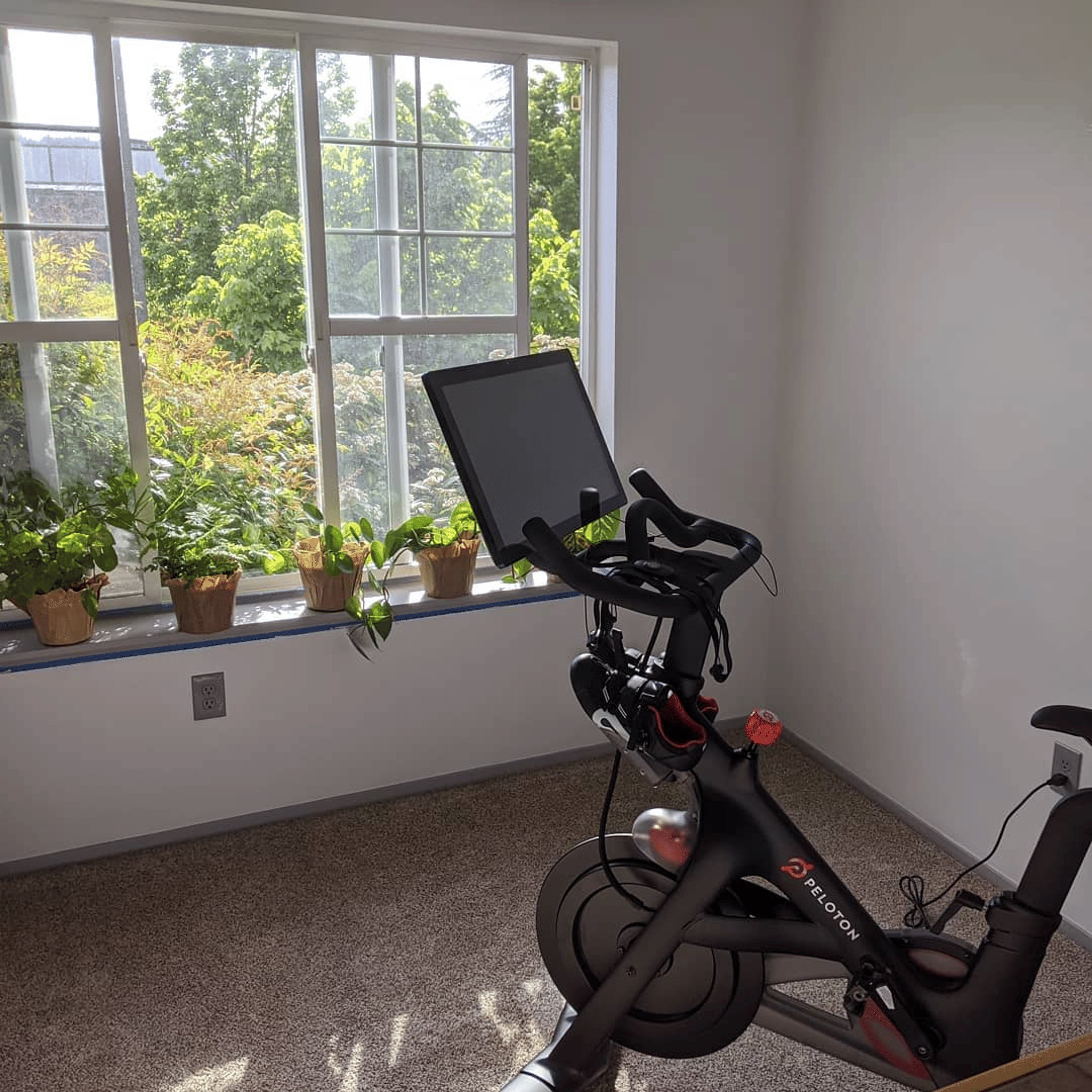 img-3-The Best Plants for Your Home Gym